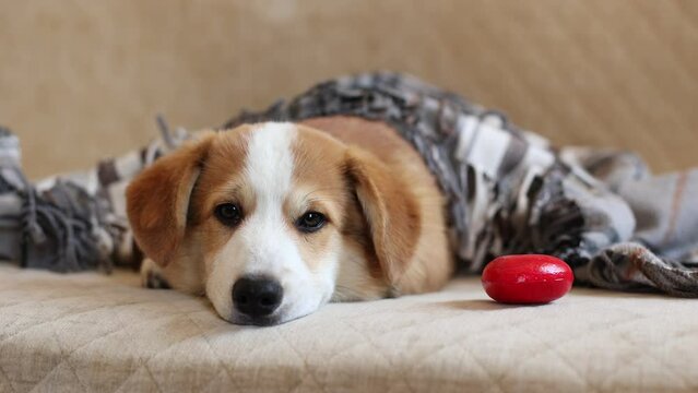 Pembroke welsh corgi puppy sleeps with a red heart.