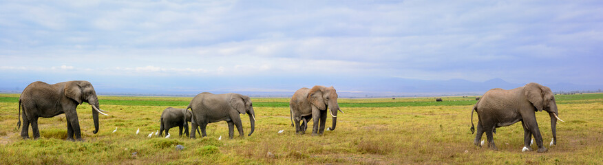 Naklejka na ściany i meble African bush elephant or African Elephant (Loxodonta africana). Amboseli National Park. Kenya.