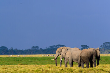 Naklejka na ściany i meble African bush elephant or African Elephant (Loxodonta africana). Amboseli National Park. Kenya.