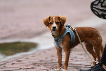 puppy on a leash facing the camera.