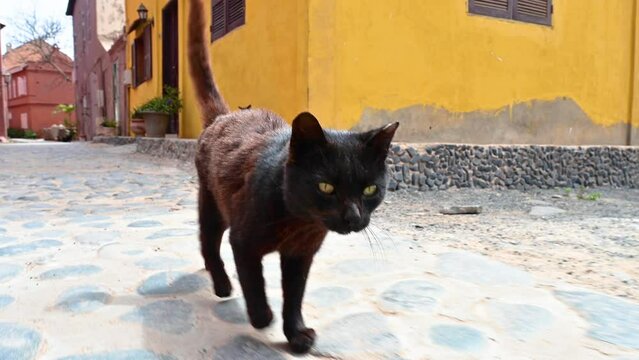 Beautiful black cat following the camera with historic colonial architecture in the background on Goree Island in Senegal