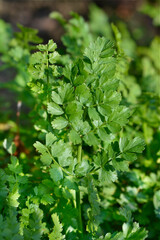Narrow-leaved water-dropwort green leaves