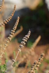 Savory seed heads