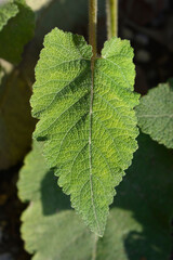 Wood Sage Blue Queen leaves