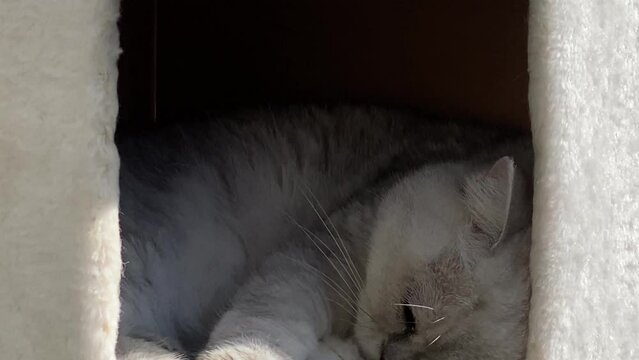 Persian cat sleeping and relaxing in her sweet cat's house closeup