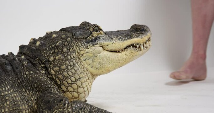 Animal Hander backs away from American Alligator on white background - photo shoots with dangerous animals
