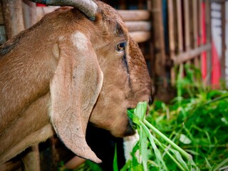 Close up of a goat eating green grass in a barn
