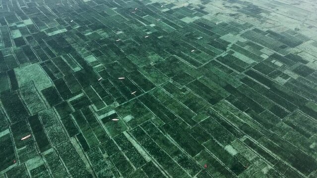 Aerial view of seaweed plantation, Nusa Lembongan, Indonesia