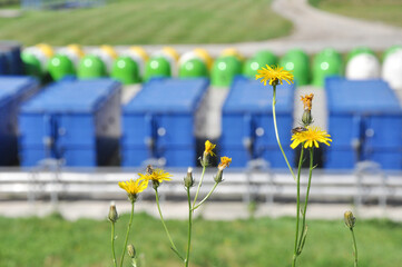 Nature against trash, flowers in the foreground in a waste recycling plant, segregation bins, garbage containers, environmental issues, ecology 