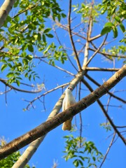 bird on a tree