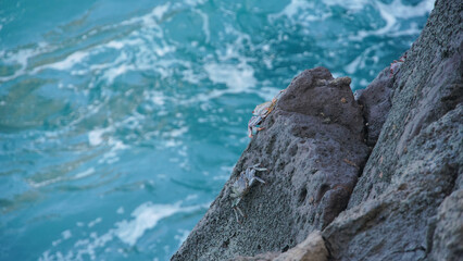 Crabs climbing a rock wall in front of the sea