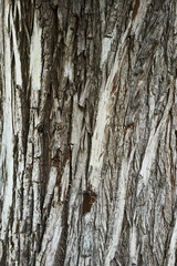 Texture of a tree bark