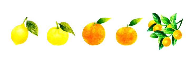 柑橘系の果物セット（葉っぱ付き）　フルーツの手描き水彩イラスト素材集