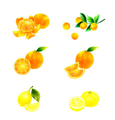 柑橘系の果物セット　フルーツの手描き水彩イラスト素材集