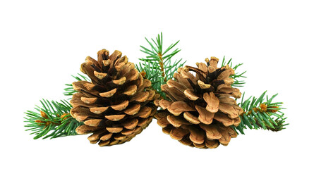 Two brown pine cones on background of green needles. Isolated Christmas decor for your design	