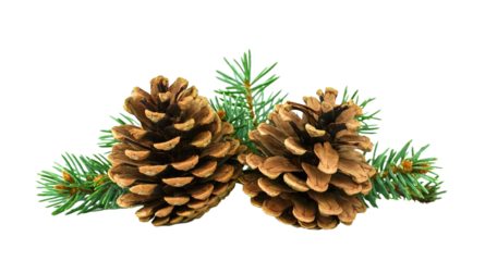 Two brown pine cones on background of green needles. Isolated Christmas decor for your design	