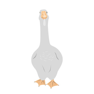 recommend clip art: Cute big goose on white background. Flat vector design isolated on white