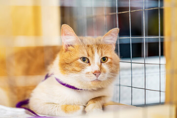 Large red-white cat in shelter cage with sad look waiting owner. Shelter for homeless pets, kindness concept