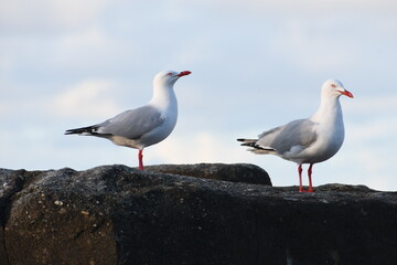A couple of  Silver Gull on rocks is posing for you at Yamba, NSW, Australia