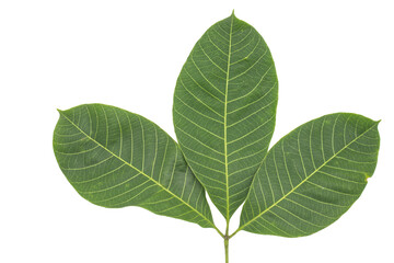 rubber leaf isolated on white background