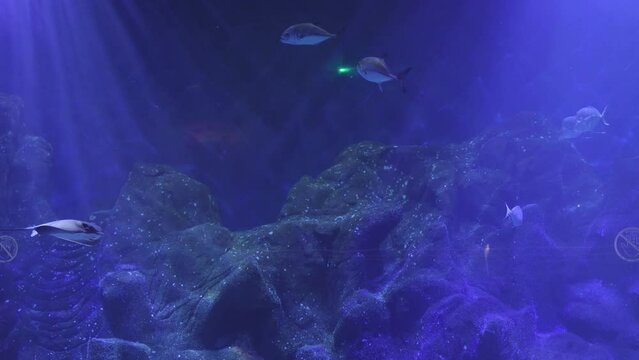 Various types of Fish Swimming inside a Big Blue Aquarium Tank - slow motion