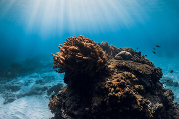 Naklejka na ściany i meble Underwater scene with corals, fish and sun rays in blue sea