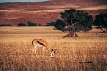 Grasender Springbock im Licht der aufgehenden Sonne vor der Elim Düne nahe des Sossusvlei (Namib Wüste, Namibia)