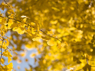 逆光にきらめく銀杏黄葉のグラデーション