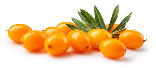 Buckthorn isolated. Sea buckthorn with leaves on white background. Buckthorn with clipping path. Full depth of field.