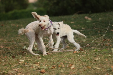 two dogs running