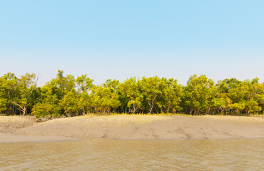 Mangroves in the Ganges river Delta, India.