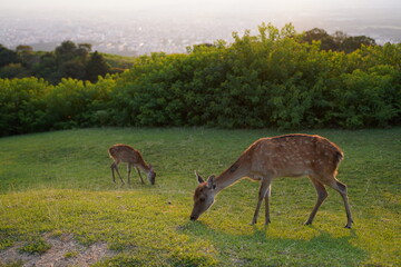 Naklejka premium 若草山、奈良公園、芝、シカ、ハイキング、観光、眺望、鹿、夕日、しか、親子鹿、鹿の親子、鹿の子供、山、奈良県、写真、写真スポット、鹿と夕日、夕景、ゴールデンアワー、インスタ映え、ツアー、観光地、動物、放し飼い、奈良の鹿、夕日と鹿、シルエット、景色、夜景、わかくさやま、