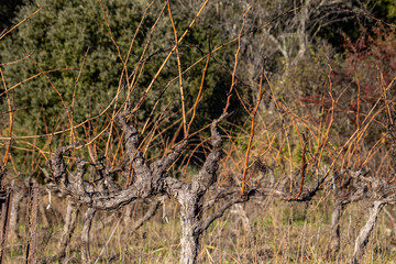 gros plan sur des vignes en hiver