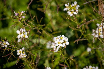 gros plan sur des fleurs blanches en automne