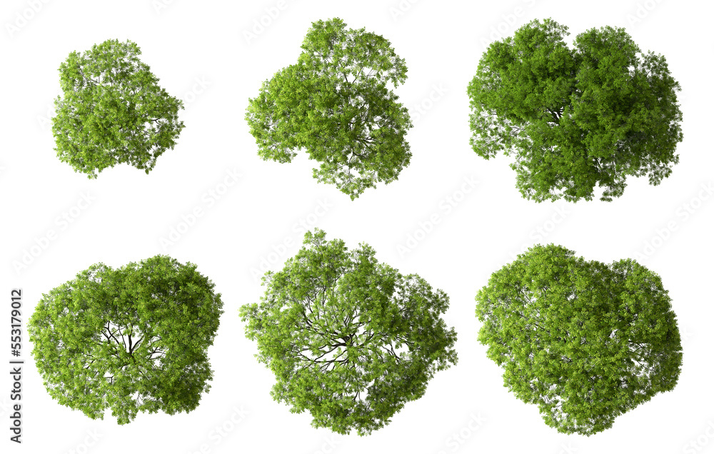 Poster big green trees shape top view cut out transparent backgrounds 3d rendering