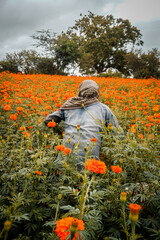 flowers in the field