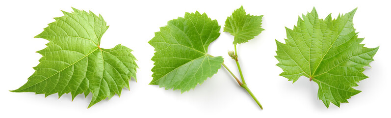 Grape leaf isolated. Young grape leaves with branch and tendrils on white background. Grape leaf collection on white. Full depth of field. - obrazy, fototapety, plakaty