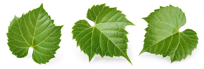 Grape leaf isolated. Young grape leaves on white background. Grape leaf collection on white. Full depth of field. - obrazy, fototapety, plakaty