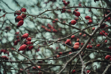 Snow-covered red rosehip berries on a bush against a background of snow. Rosehip bush with berries in winter