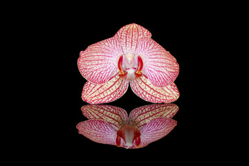 A pink phalaenopsis orchid flower	