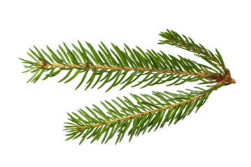 Fir branch isolated. christmas tree.Christmas green spruce branch. green fir tree branch, isolated on transparent background png	