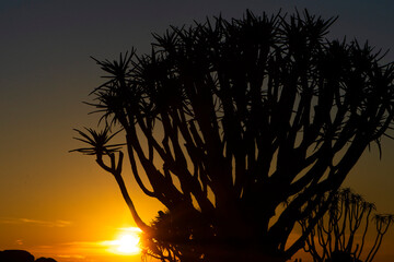 Sunrise over Quiver Trees in Namibia
