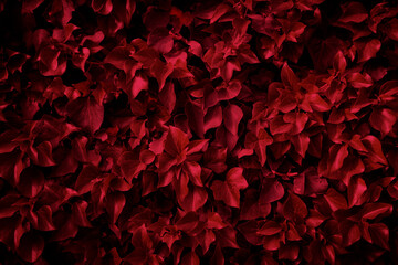 Photo of seasonal leaves with Viva Magenta color of the year. Texture background with nice pattern.