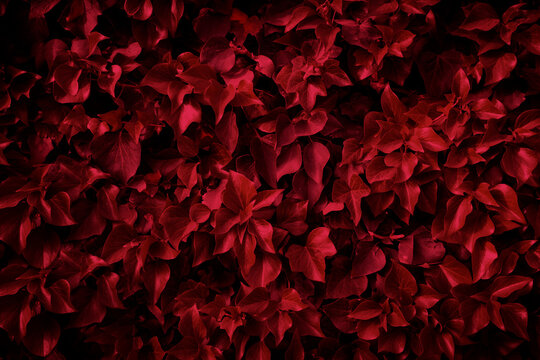 Photo of seasonal leaves with Viva Magenta color of the year. Texture background with nice pattern.
