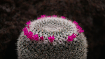 White cactus with pink flowers