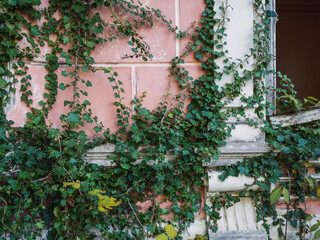 Wall of vintage abandoned building overgrown with green ivy and plants.