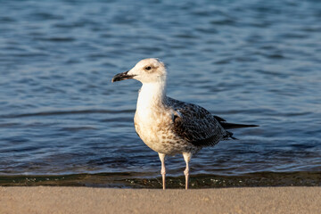 A seagull in the sea