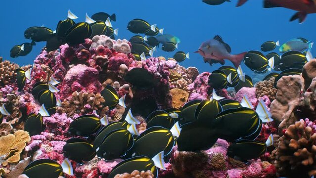 Huge school of tropical fish feeding on colourful coral reef