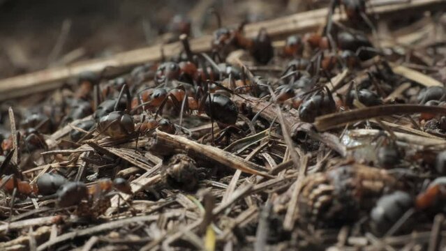 The work and life of ants in an anthill
