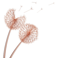 copper dandelions